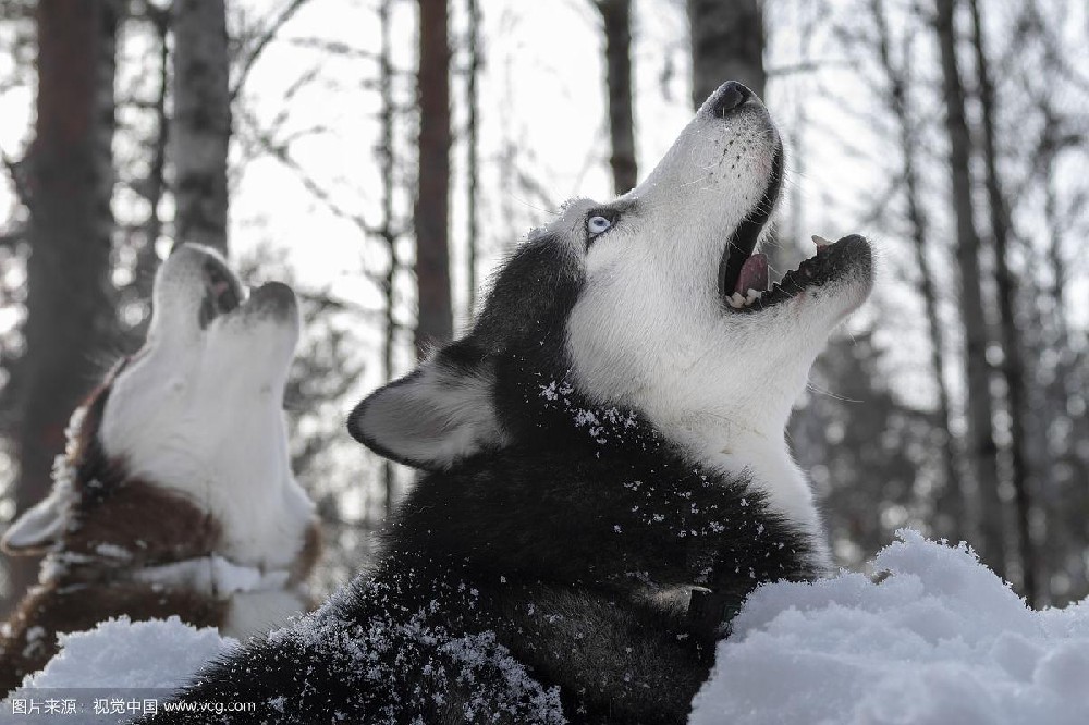 How to stop Labrador screaming