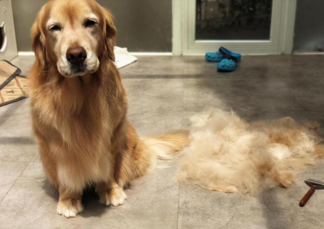 Tips for Managing Pet Shedding